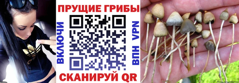 закладки  Остров  Псилоцибиновые грибы мицелий 